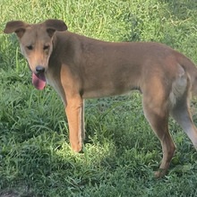 RICKO, Hund, Mischlingshund in Kroatien - Bild 1