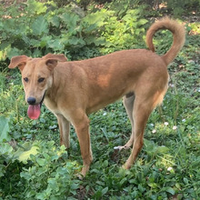 RICKO, Hund, Mischlingshund in Kroatien - Bild 10