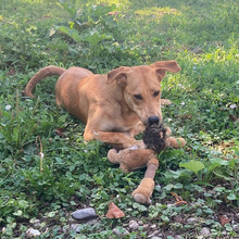 RICKO, Hund, Mischlingshund in Kroatien - Bild 2