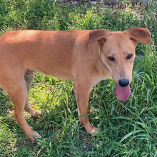 RICKO, Hund, Mischlingshund in Kroatien - Bild 4