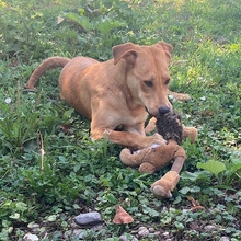 RICKO, Hund, Mischlingshund in Kroatien - Bild 8