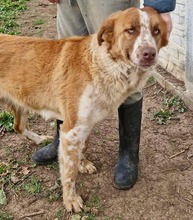 DEBBIE, Hund, Mischlingshund in Rumänien - Bild 2