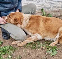 DEBBIE, Hund, Mischlingshund in Rumänien - Bild 3