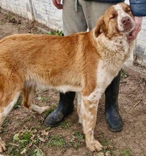 DEBBIE, Hund, Mischlingshund in Rumänien - Bild 4