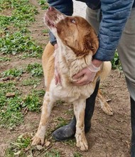 DEBBIE, Hund, Mischlingshund in Rumänien - Bild 8