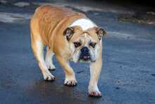 PEPA, Hund, Englische Bulldogge in Rosbach - Bild 2