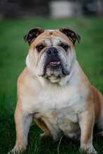 PEPA, Hund, Englische Bulldogge in Rosbach - Bild 3