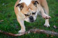 PEPA, Hund, Englische Bulldogge in Rosbach - Bild 4