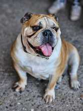 PEPA, Hund, Englische Bulldogge in Rosbach - Bild 5