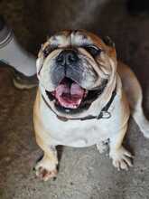 PEPA, Hund, Englische Bulldogge in Rosbach - Bild 6