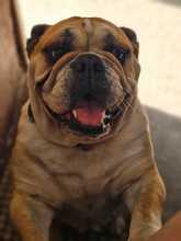 PEPA, Hund, Englische Bulldogge in Rosbach - Bild 8