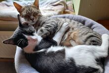 SILVESTRO, Katze, Europäisch Kurzhaar in Barntrup - Bild 1