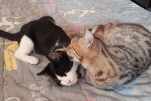 SILVESTRO, Katze, Europäisch Kurzhaar in Barntrup - Bild 11