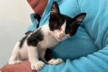 SILVESTRO, Katze, Europäisch Kurzhaar in Barntrup - Bild 12