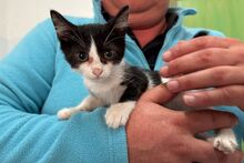 SILVESTRO, Katze, Europäisch Kurzhaar in Barntrup - Bild 13