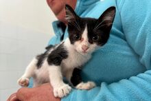 SILVESTRO, Katze, Europäisch Kurzhaar in Barntrup - Bild 14