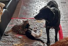 SILVESTRO, Katze, Europäisch Kurzhaar in Barntrup - Bild 2