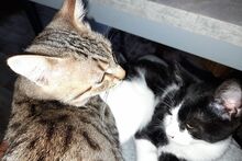 SILVESTRO, Katze, Europäisch Kurzhaar in Barntrup - Bild 3