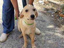 FANNY, Hund, Mischlingshund in Italien - Bild 16