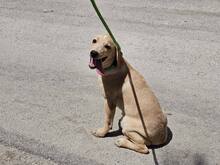 FANNY, Hund, Mischlingshund in Italien - Bild 18