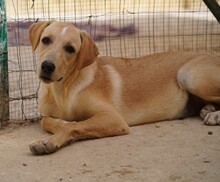 FANNY, Hund, Mischlingshund in Italien - Bild 3