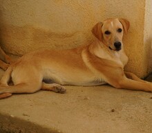 FANNY, Hund, Mischlingshund in Italien - Bild 9