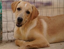 FANNY, Hund, Mischlingshund in Weilburg - Bild 1