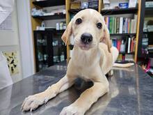 FANNY, Hund, Mischlingshund in Weilburg - Bild 10