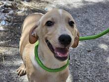 FANNY, Hund, Mischlingshund in Weilburg - Bild 11