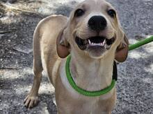 FANNY, Hund, Mischlingshund in Weilburg - Bild 12