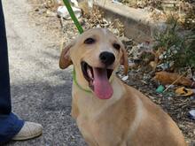 FANNY, Hund, Mischlingshund in Weilburg - Bild 13