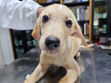 FANNY, Hund, Mischlingshund in Weilburg - Bild 14