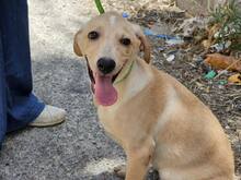 FANNY, Hund, Mischlingshund in Weilburg - Bild 15