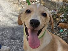 FANNY, Hund, Mischlingshund in Weilburg - Bild 17
