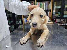 FANNY, Hund, Mischlingshund in Weilburg - Bild 19