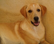 FANNY, Hund, Mischlingshund in Weilburg - Bild 2