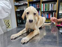 FANNY, Hund, Mischlingshund in Weilburg - Bild 20