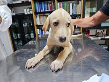 FANNY, Hund, Mischlingshund in Weilburg - Bild 21