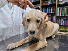 FANNY, Hund, Mischlingshund in Weilburg - Bild 22