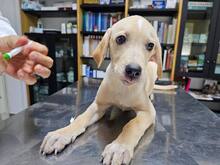 FANNY, Hund, Mischlingshund in Weilburg - Bild 23