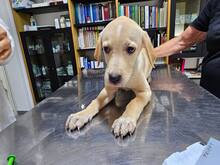 FANNY, Hund, Mischlingshund in Weilburg - Bild 24