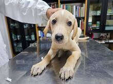 FANNY, Hund, Mischlingshund in Weilburg - Bild 26