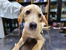 FANNY, Hund, Mischlingshund in Weilburg - Bild 27