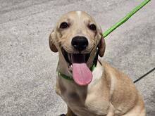 FANNY, Hund, Mischlingshund in Weilburg - Bild 28