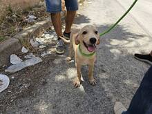 FANNY, Hund, Mischlingshund in Weilburg - Bild 29