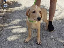 FANNY, Hund, Mischlingshund in Weilburg - Bild 30