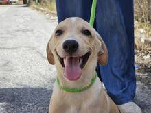 FANNY, Hund, Mischlingshund in Weilburg - Bild 31