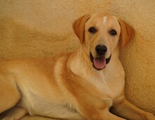 FANNY, Hund, Mischlingshund in Weilburg - Bild 4