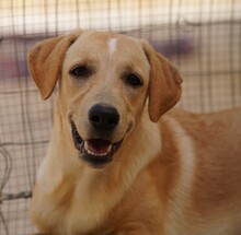 FANNY, Hund, Mischlingshund in Weilburg - Bild 5