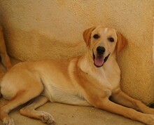 FANNY, Hund, Mischlingshund in Weilburg - Bild 6